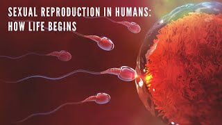 Sexual Reproduction in Humans How Life Begins  Animated Educational Video [upl. by Anirbys]