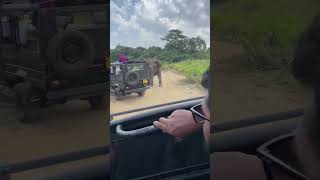 wild elephant attack to safari jeep 😒 yala safari sri lanka srilanka safari elephant trending [upl. by Pharaoh]