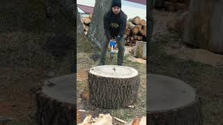 Strong hornbeam tree woodworking firewood [upl. by Ahsiekin]