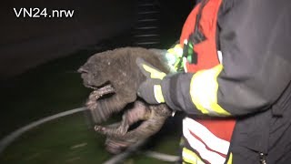 23102018  VN24  Wohnung explodiert in Dortmund  Menschen und Tierrettung [upl. by Castara90]