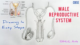 How to draw Male reproductive system in easy steps CBSE 10th Biology  ncert class 10th Science [upl. by Tallie]