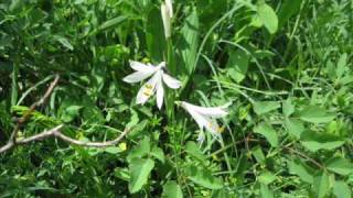 Sandrine Kiberlain  Menvoyer des Fleurs [upl. by Donelson]