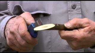 How to perform whip grafting of walnuts  UCANR [upl. by Euqinitram971]