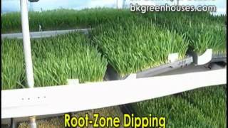 BK Hydroponic Fodder for Emailwmv [upl. by Kimberley811]