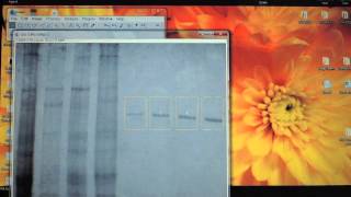 Using ImageJ to quantify protein bands on a PAGE gel [upl. by Ponton]