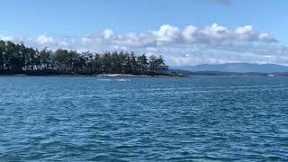 Pod of Orcas off of Moresby Island British Columbia on April 11 2024 [upl. by Sucramal373]