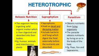 NUTRITION IN ANIMALS [upl. by Marlea]