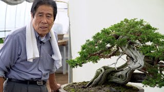 Kimura Techniques  Juniper Bonsai design amp fertilizing [upl. by Osithe824]