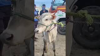 Kundarapalli Friday market Krishnagiri district tn24sakthivlogs [upl. by Kirby]