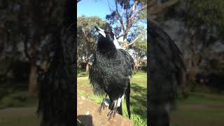 The Majestic R2D2 The Australian Magpie [upl. by Filahk]