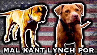 MAL KANT KENNELS LYNCH POR Official PBD [upl. by Allisirp814]