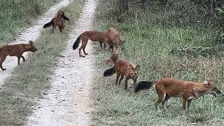 Dhole Mudumalai National Park Karnataka India [upl. by Ayirp]