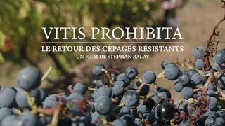 Vitis Prohibita  Le retour des cépages résistants [upl. by Anyrak]