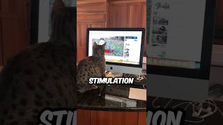 Why Ocicats Watch Youtube Videos ocicatmom shorts ocicat cat pets animals [upl. by Puduns]