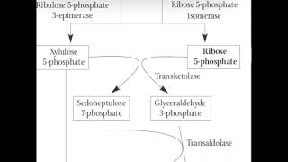 Pentose phosphate pathway [upl. by Seroka]