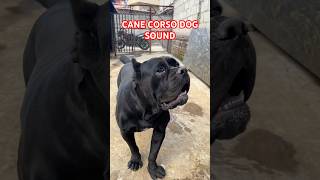 CANE CORSO DOG SOUND dog canecorsoviralvideo [upl. by Zimmermann]