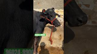 shortvideo 3 Buffalo For Sale Chhabra Dairy Farm shorts [upl. by Alimac782]