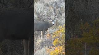 MINI GIANT MULE DEER BUCK PART 2 [upl. by Pyszka]