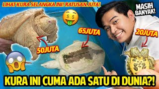 KURAKURA INI CUMA ADA SATU DI DUNIA DISINI BANYAK KURA PALING LANGKA TOTAL HARGA RATUSAN JUTA [upl. by Ttik246]