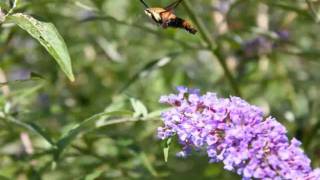 hummingbird moth documentary [upl. by Scheld160]