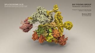 Structure of a Spliceosome Molecular Framework for Understanding PremRNA Splicing [upl. by Dody]