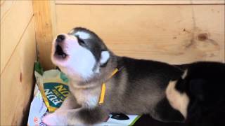 Alaskan Malamute puppy howling 15 day old [upl. by Nnyroc]