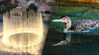 Rare Bird Found in Las Vegas Fountain Returned to Wild [upl. by Reniar]