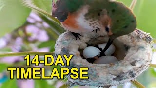 Hummingbird Babys First Two Weeks in the Nest TIMELAPSE [upl. by Einner]