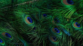 Peacock 🦚 Image effect Background no sound Effects Template HD quality video [upl. by Finzer]