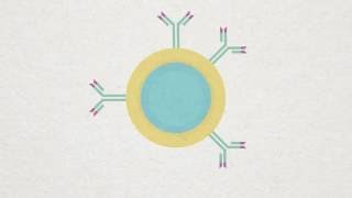 B Cells vs T Cells  B Lymphocytes vs T Lymphocytes  Adaptive Immunity  Mechanism [upl. by Nirik]