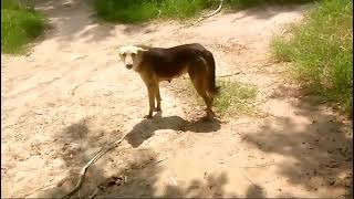 amazing red Golden retriever 😍 dogsummer season female she was very brilliant 😄 dogs best pets [upl. by Akenn418]