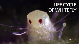 Life cycle of whitefly [upl. by Yntruoc]