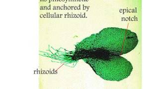 Pteropsida Life Cycle of Nephrolepis [upl. by Ithaman]