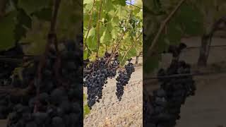 Uva merlot 🍇 para hacer vino Trabajos Del Campo follow follow fypシ゚viral video usa [upl. by Yelsnia]