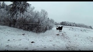 Jan 7 Scenery Cattle and Cats [upl. by Rudd]