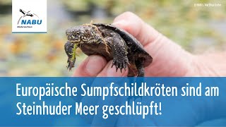 Niedlich Europäische Sumpfschildkröten schlüpfen [upl. by Ern]