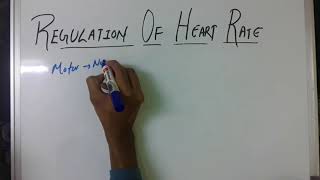 CVS  Regulation of heart rate  physiology lecture [upl. by Chatterjee]