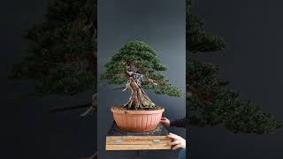 Bonsai taxus baccata [upl. by Kendal]