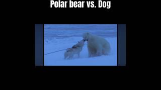 Polar bear vs Dog dog doglover bears wildlife trending [upl. by Kcirrag]