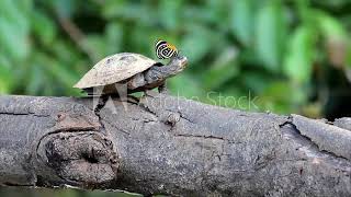 A Butterfly collects salt from a Yellowspotted Amazon River Turtle Podocnemis unifilis basking 😍🥰 [upl. by Ettevets110]