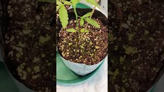 Greenhouse Update Week 4 Veg from seed [upl. by Phio]