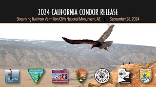 2024 California Condor Release hosted by The Peregrine Fund amp Bureau of Land Management [upl. by Haywood642]