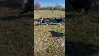 Border Collie sprints with her pup friends 💕🐕‍🦺 shorts tiktok bordercollie herdingdog [upl. by Pinzler]