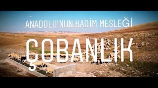 Anadolunun Kadim Mesleği Çobanlık ÇOBAN BELGESELİ [upl. by Eelirol]