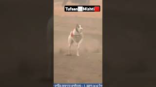 greyhound dogsport shots ytsshorts punjabisong [upl. by Sophie]