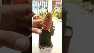 How to fix etiolated cactus [upl. by Rexanne]