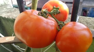 TOP 7 DICAS PARA PLANTAR TOMATES [upl. by Laleb336]