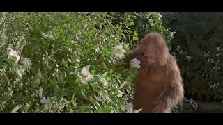 Jack Links quotMessin with Sasquatch Wedding Cakequot Commercial [upl. by Enitsej]