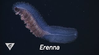 Weird and Wonderful The fisheating siphonophore Erenna [upl. by Lolande]