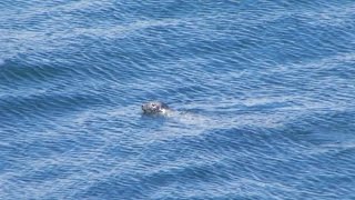 Seals at Grand Manan New Brunswick [upl. by Lecroy633]